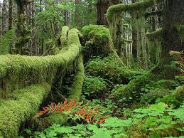Quinault Rainforest 7 Flickr Photo Sharing National Parks Rainforest Olympic National Park