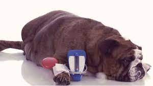 Living With Diabetic Dogs Petcarerx
