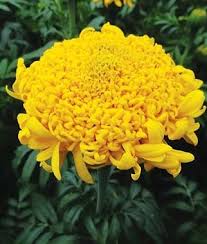 Pin On Marigold Calendula