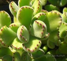 Bear Paws Cotyledon Tomentosa Planting Succulents Succulent Gardening Cacti And Succulents