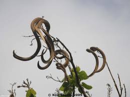 Image result for Fernandoa