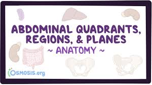 There are three basic planes in zoological anatomy: Abdominal Quadrants Regions And Planes Osmosis