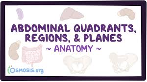 Quadrants include left upper, left lower, right upper and Abdominal Quadrants Regions And Planes Video Explanation Osmosis