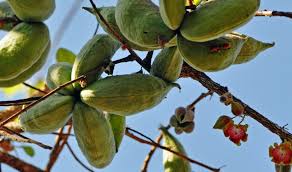 Image result for Sterculia rogersii