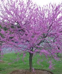 Celebrate the end of winter with an explosion of pink blossoms by anne balogh. Eastern Redbud Single Stem Bower Branch