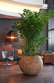 De Caryota Mitis Is Ook Wel Bekend Als Vissenstaartpalm Of Vinnetjespalm Deze Namen Zijn Gebaseerd O Plant Decor Indoor House Plants Indoor House Plants Decor