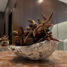 Image result for Stathmostelma welwitschii