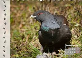 Zusammen mit der fährtenleserin stefanie argow von hidden tracks arbeite ich schon seit einer ganzen weile an detaillierteren tierspuren, und im letzten. Tierspuren In Der Natur Kalendererfolg