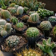 Their distinctive appearance is a result of adaptations to conserve water in dry and/or hot environments.123 in most species, the stem has evolved to become photosynthetic and succulent. Random Common Cactus Shopee Philippines