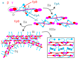 Image result for Fibrinogen