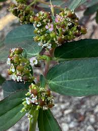 Image result for Euphorbia hypericifolia
