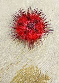 What does landak mean in english? Landak Laut A Porcupine Sea Sea Urchin Steemit