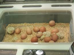 La incubadora automática real, es apta para la incubación de 12, 24 o 49 huevos del tamaño de oca o gallina, o 48, 96 o 196 de perdiz. Hacer Una Incubadora De Huevos Es Facilisimo Mascotas
