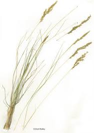 Image result for Enneapogon scoparius