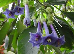 Purple angel trumpet plant for sale. Iochroma Grandiflora Blue Angel S Trumpet