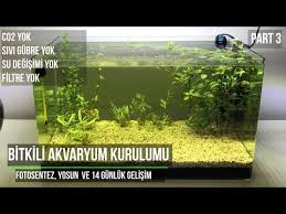 Akvaryum Yosun Sorunu Nasil Giderilir Youtube