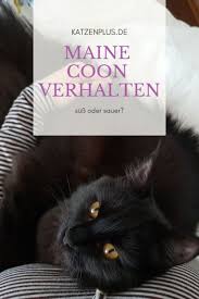 Maine coon breeder, northamptonshire, uk. Maine Coon Verhalten Suss Oder Sauer Katzenplus