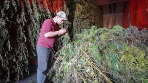 Meanwhile, bring 2 small pot with water to boil to cook eggs and potatoes. Farming Pot Abroad The Indonesians Living Overseas As Marijuana Farmers Lifestyle The Jakarta Post