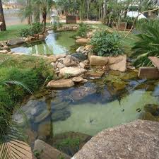 Plantas Diferentes Para Area Interna Pesquisa Google Design Fonte Ideias De Quintais Jardim Do Quintal