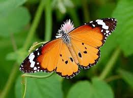 Plain Tiger Danaus Chrysippus Mumbai India Beautiful Butterflies Dragonfly Insect Butterfly Family