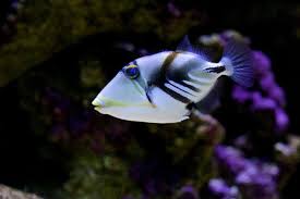 (a blend oftropical the thing to let your worries cast adrift. Huma Huma Trigger Derek Brad Photography