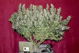 Check spelling or type a new query. Northern Lights Autoflower Easy Growing Feminized Auto Seeds Weedstockers