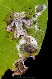 Facts about bird dropping spiders, scientific name for bird dropping spider is celaenia excavata. Jeeeez You Look Like S T Today The Bird Dropping Spider Phrynarachne Sp