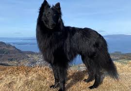 Before the 1800's, when dog shows became popular and tended to direct. The Belgian Tervuren The Most Elegant Of The Four Belgian Shepherd Breeds K9 Web