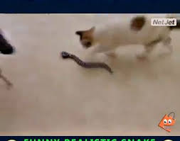 remote control funny joke snake toy video funny jokes jokes funny
