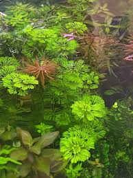 Image result for Limnophila