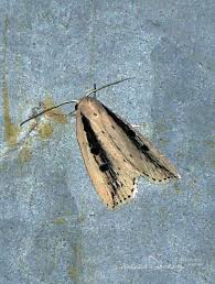 Image result for Chilodes maritima