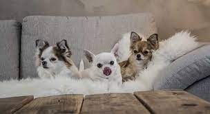 Vendrá con los papeles de registro de tiro y registro akc. Como Adoptar Un Perro Gratis Tramites 2021 Cachorros O Adultos