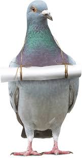 Image result for Cyphostemma glandulosissimum