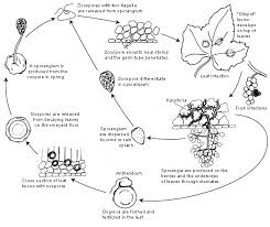 Image result for peronospora grapevine