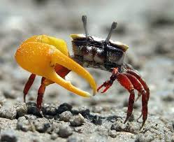 You could keep red claws and fiddlers together, but i would do the same male to female ratio as if they were just one species in their. Asymmetrical Limbs Worldbuilding Stack Exchange