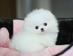 Here's a little bit of history: Little Cute White Pomeranian Cute Dogs Cute Baby Animals Cute Animals
