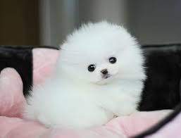99% of dog owners will make these 7 mistakes when raising their pug. Little Cute White Pomeranian Cute Dogs Cute Baby Animals Cute Animals