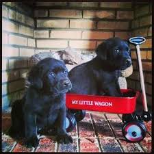 We did not find results for: Chocolate Lab Pups Pets And Animals For Sale North Carolina