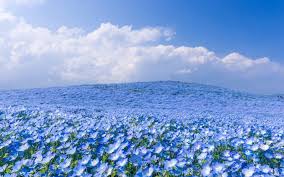 Check spelling or type a new query. Blue Flower Field And Blue Sky Hd Wallpaper Background Image 1920x1200