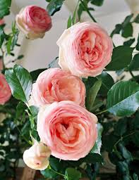 We did not find results for: Climbing Rose Better Homes Gardens