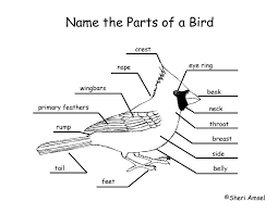 Easy Koyal Bird Drawing For Kids Label The Parts Of A Bird Exploring Nature Educational Resource Birds For Kids Nature School American Heritage Girls