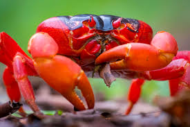 Christmas island natural phenomena crabs community world outdoor decor nature blog animals. The Famous Christmas Island Red Crab Swell Lodge Christmas Island