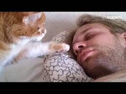 pin ot polzovatelya artur na doske poleznye sovety i idei na vse sluchai zhizni kot koshki zhivotnye