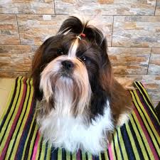 Shih Tzu Boy Reproduktor Hodowla Bella Passion Uci Shih Tzu Bella Animals