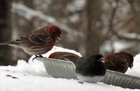 Black Bird With White Chest Colorado Pin On Wildlife