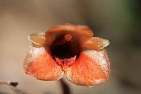 Image result for Gastrodia ballii