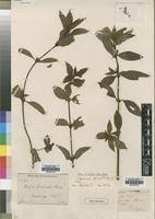 Image result for Spermacoce princeae