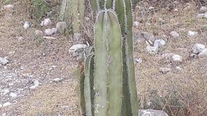 Cactus country rv park, san antonio: Mexico Vanlife Guide Planning Paperwork Border Etc Trip Report Faroutride