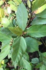 Image result for Lasianthus kilimandscharicus