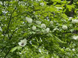 Image result for Sericorema remotiflora